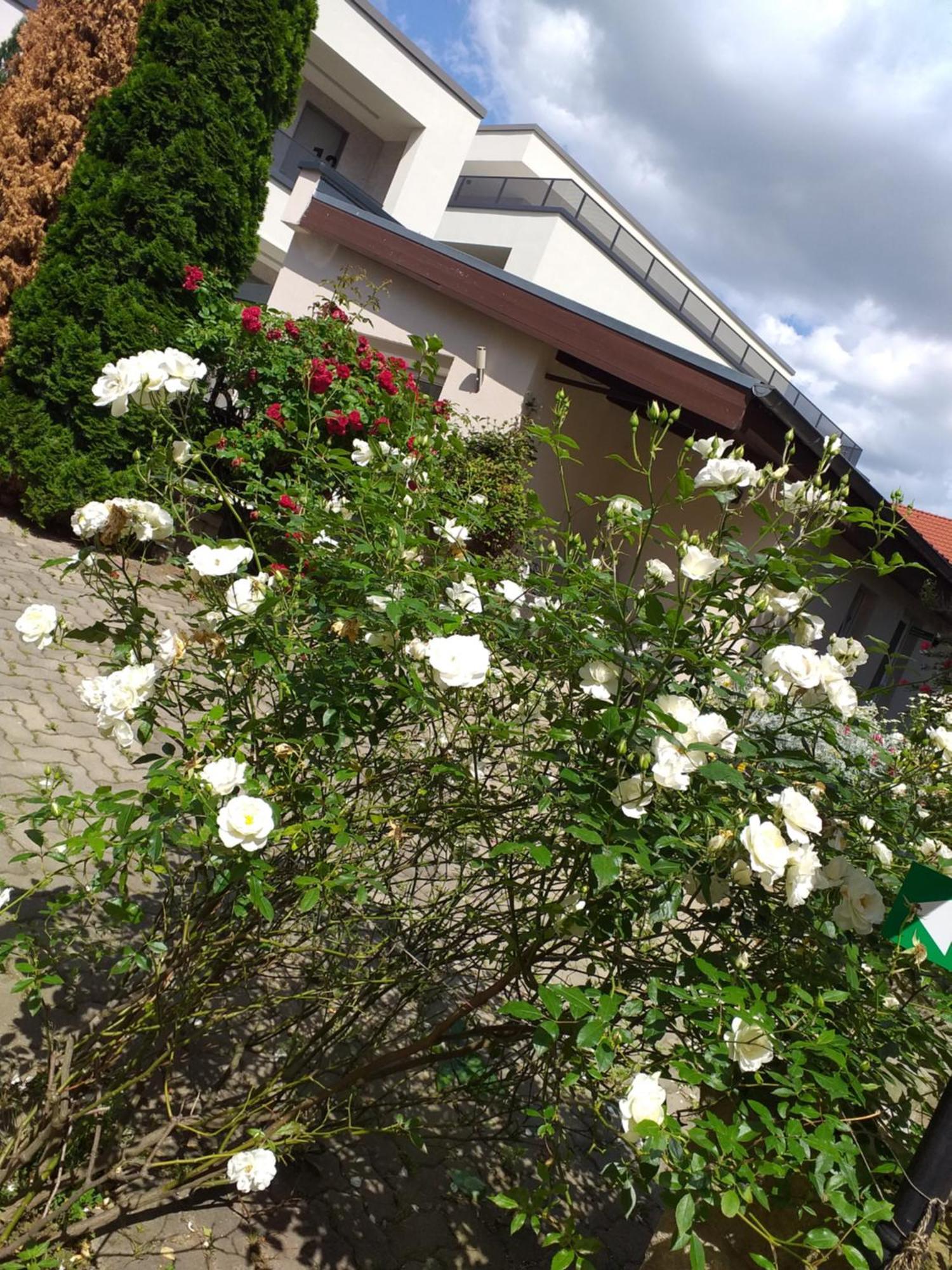 Ferienwohnungen Am Hauptplatz ピルナ エクステリア 写真